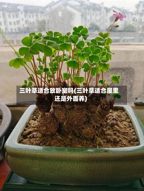 三叶草适合放卧室吗(三叶草适合屋里还是外面养)-第2张图片