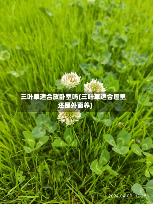 三叶草适合放卧室吗(三叶草适合屋里还是外面养)-第1张图片