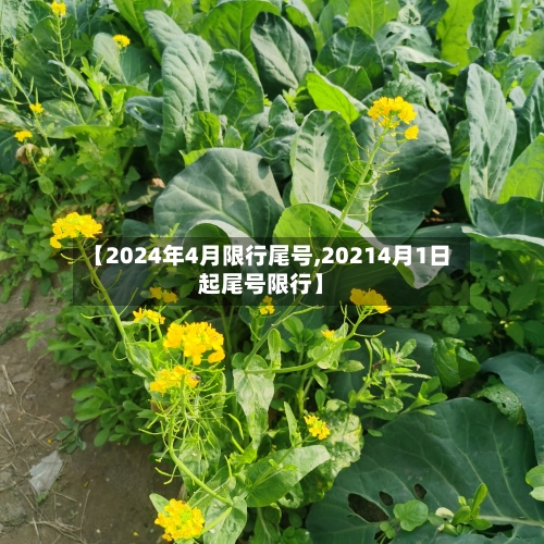 【2024年4月限行尾号,20214月1日起尾号限行】-第2张图片